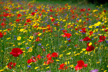beautiful flowers growing on Confetti fields