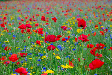 beautiful flowers growing on Confetti fields