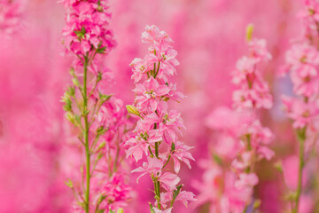 beautiful flowers growing on Confetti fields
