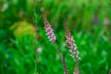 Photo of growing flowers in the garden