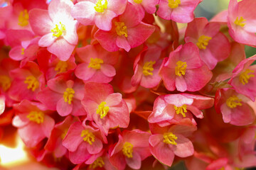 Blossom begonia in full of screen.