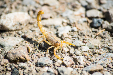 Iberian scorpion in southern Spain in full sun