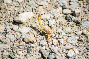 Iberian scorpion in southern Spain in full sun