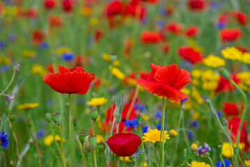 beautiful flowers growing on Confetti fields