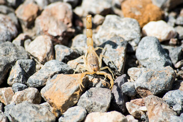Iberian scorpion in southern Spain in full sun