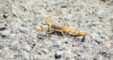 Iberian scorpion in southern Spain in full sun
