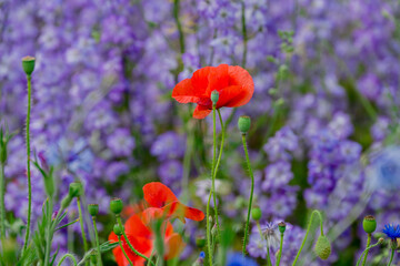 beautiful flowers growing on Confetti fields