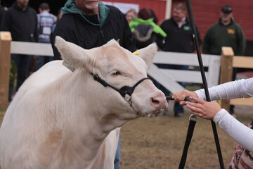 Showing cows by kids at the fall fair
