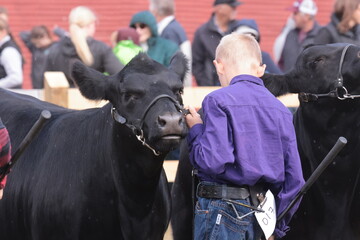 Showing cows by kids at the fall fair