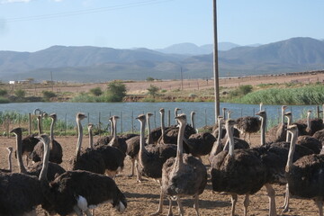Ostriches on a farm in Oudtshoorn, South Africa