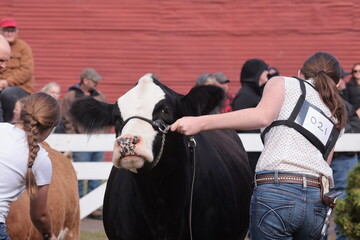 Showing cows by kids at the fall fair