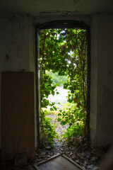 Abandoned house in the countryside overrun by wild ivy