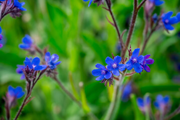 Photo of growing flowers in the garden