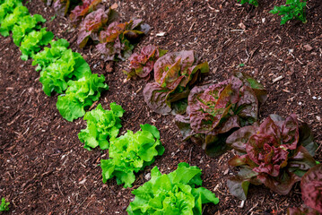 Photo of growing lettuce in the garden