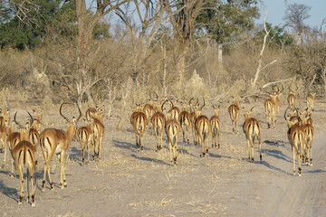 impala herd walking toward a watering hole in Botswana
