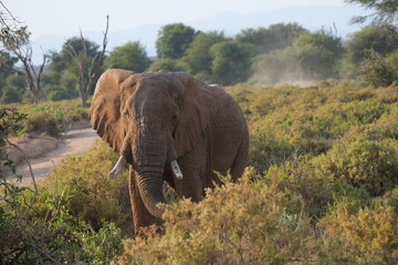 Close up of an elephant standing in the bushes
