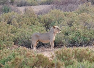 Obraz premium Young lion, with light fur in between bushes on a dirt path