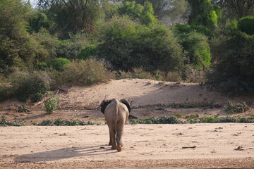 Elephant walking away toward the water, view from its behind