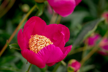 Photo of growing flowers in the garden