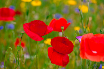 beautiful flowers growing on Confetti fields