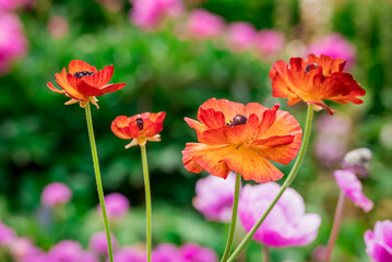 Obraz premium Photo of growing flowers in the garden