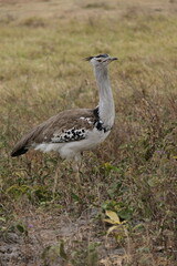 Kori Bustard bird from the side