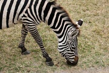 Zebra grazing, close up