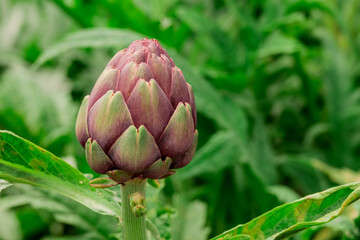Photo of growing veg in the garden