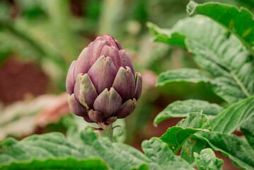 Fototapeta premium Photo of growing veg in the garden