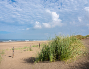 dunes with marram grass and north sea beach in the netherlands
