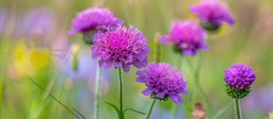 Fototapeta premium Flower Of Field Scabious Knautia Arvensis