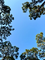 Looking up at the sky through the pine trees in Georgia USA with copy space.