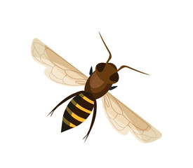 Honey element bee. Striped yellow and black insect. Farming and agriculture. Biology and entomology. Graphic element for website. Flat vector illustration isolated on white background