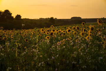 Field of blooming sunflowers at sunset, Salisbury Plain Wiltshire 