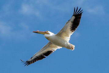 White Pelican Flying Overhead