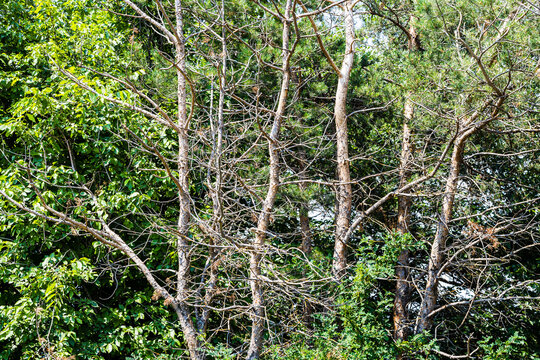 dried pines near Sevanavank , Armenia in summer