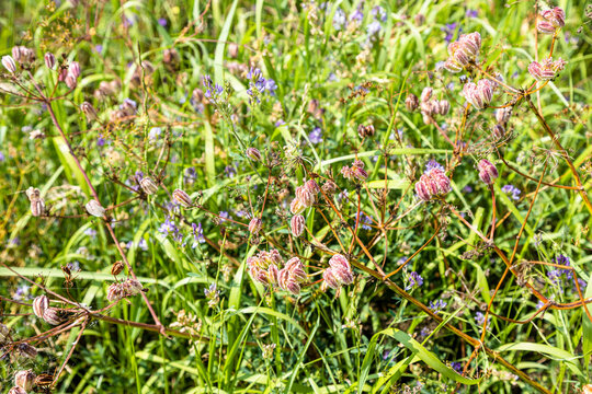 wild green grass on top of Sevan Peninsula closeup