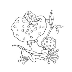 Linear sketch, coloring of fly agaric mushrooms, autumn leaves, wild berries. Vector graphics.