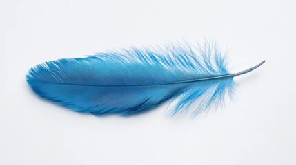 Single Blue Feather on White Background