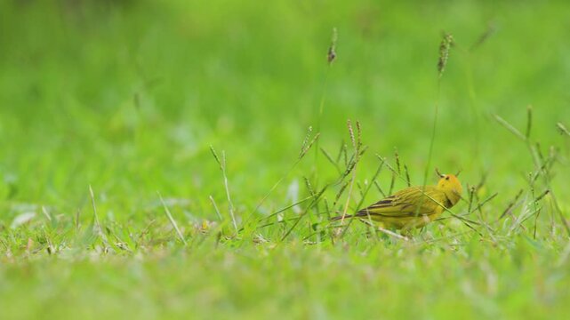 Selective focus of a bird (Sicalis flaveola) feeding on grass, a desiccated bee can be seen pollinating in the background