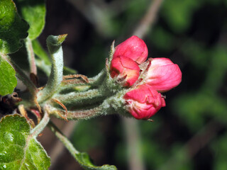 Blooming decorative apple tree close-up. Floral background, spring purple flowers.