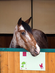 Portrait of a horse standing in a stable and looking at the camera