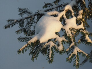Spruce branches in the snow. Winter background. Christmas background.