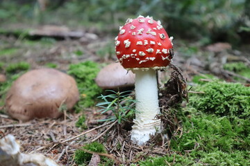 red toadstool