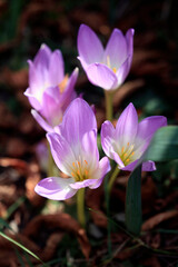Colorful crocuses in autumn garden