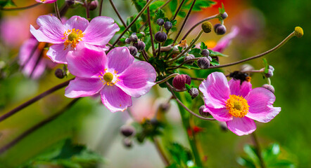 Beautiful flowering Japanese anemone.
Perennial rhizomatous plant. The anemone genus belongs to the...