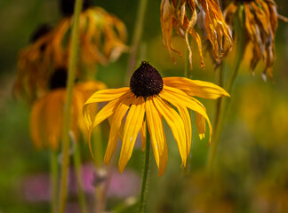 Hairy rudbeckia, Rudbeckia hirta L.
It belongs to the genus of annual, biennial and perennial herbaceous plants of the Asteraceae family. Used in landscape design.
