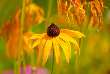 Hairy rudbeckia, Rudbeckia hirta L.
It belongs to the genus of annual, biennial and perennial herbaceous plants of the Asteraceae family. Used in landscape design.
