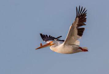 American White Pelican