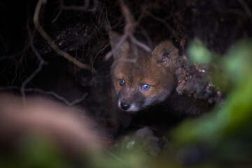 Close up of two playful Red fox cub in Den Blue eyes (Vulpes vulpes) in the field of grass, local park urban. United Kingdom